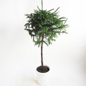 エゾ松 スタンド仕立て 【庭木 8号鉢／1個売り】|植木・花木