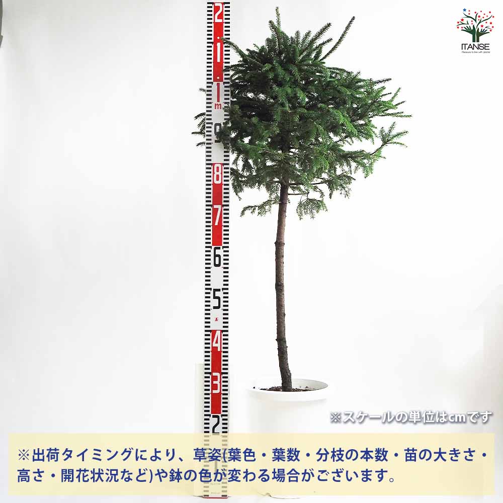 エゾ松 スタンド仕立て 【庭木 8号鉢／1個売り】｜ 【植物の