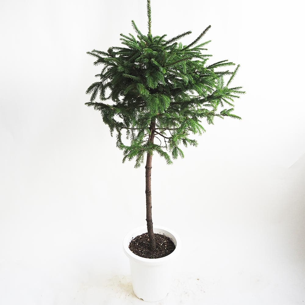 エゾ松 スタンド仕立て 【庭木 8号鉢／1個売り】