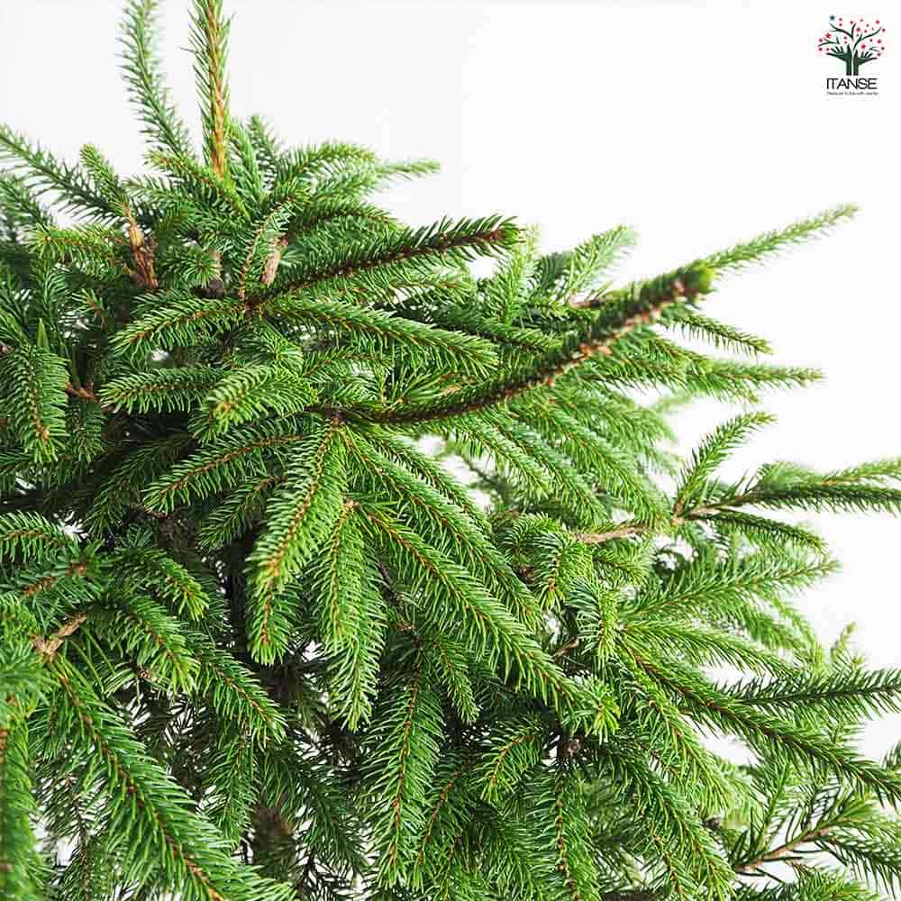 エゾ松 スタンド仕立て 【庭木 8号鉢／1個売り】｜ 【植物の