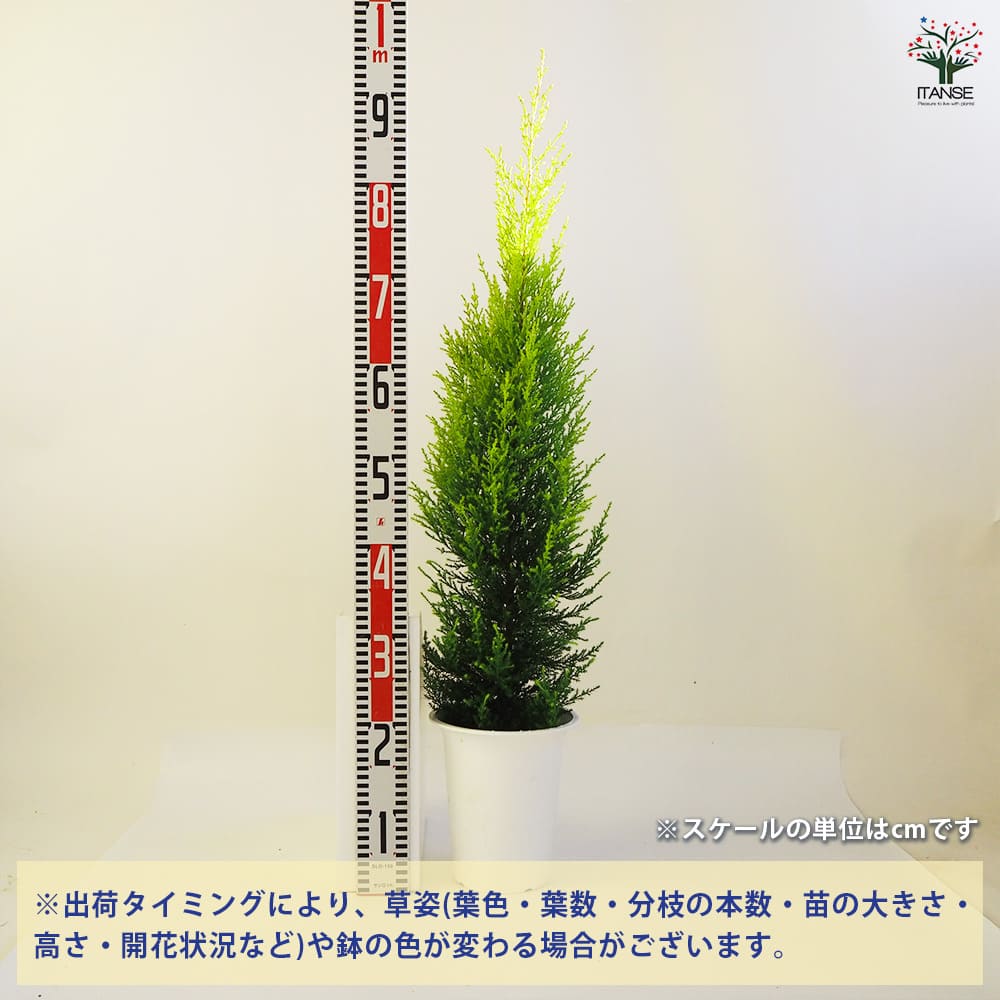 ゴールドクレスト5年生 土が乾いたら水やりします〰️