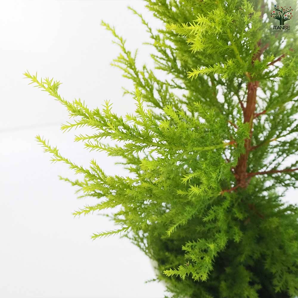コニファー ゴールドクレスト 【庭木 6号鉢/1個売り】| 【植物の コニファー ゴールドクレスト 【庭木 6号鉢/1個売り】| 【植物の