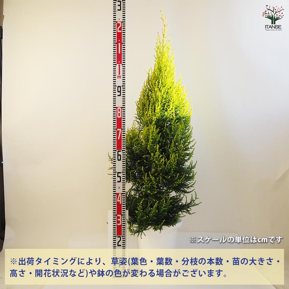 コニファー ゴールドクレストクリスタル 【庭木 8号鉢／1個売り