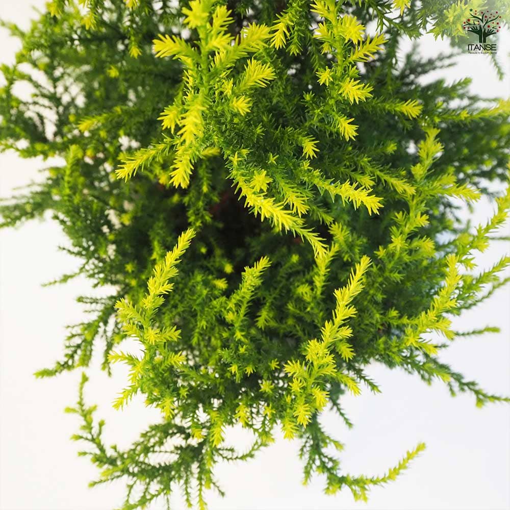 観葉植物　ゴールドクレスト（コニファー） コニファー ゴールドクレスト 【庭木 7号鉢／1個売り】｜ 【植物の
