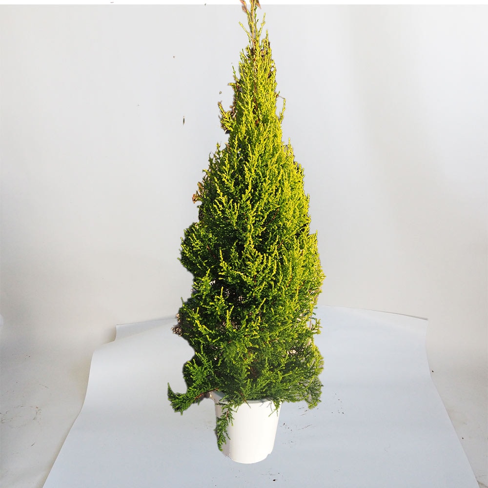 コニファー ゴールドクレストクリスタル 【庭木 8号鉢／1個売り】