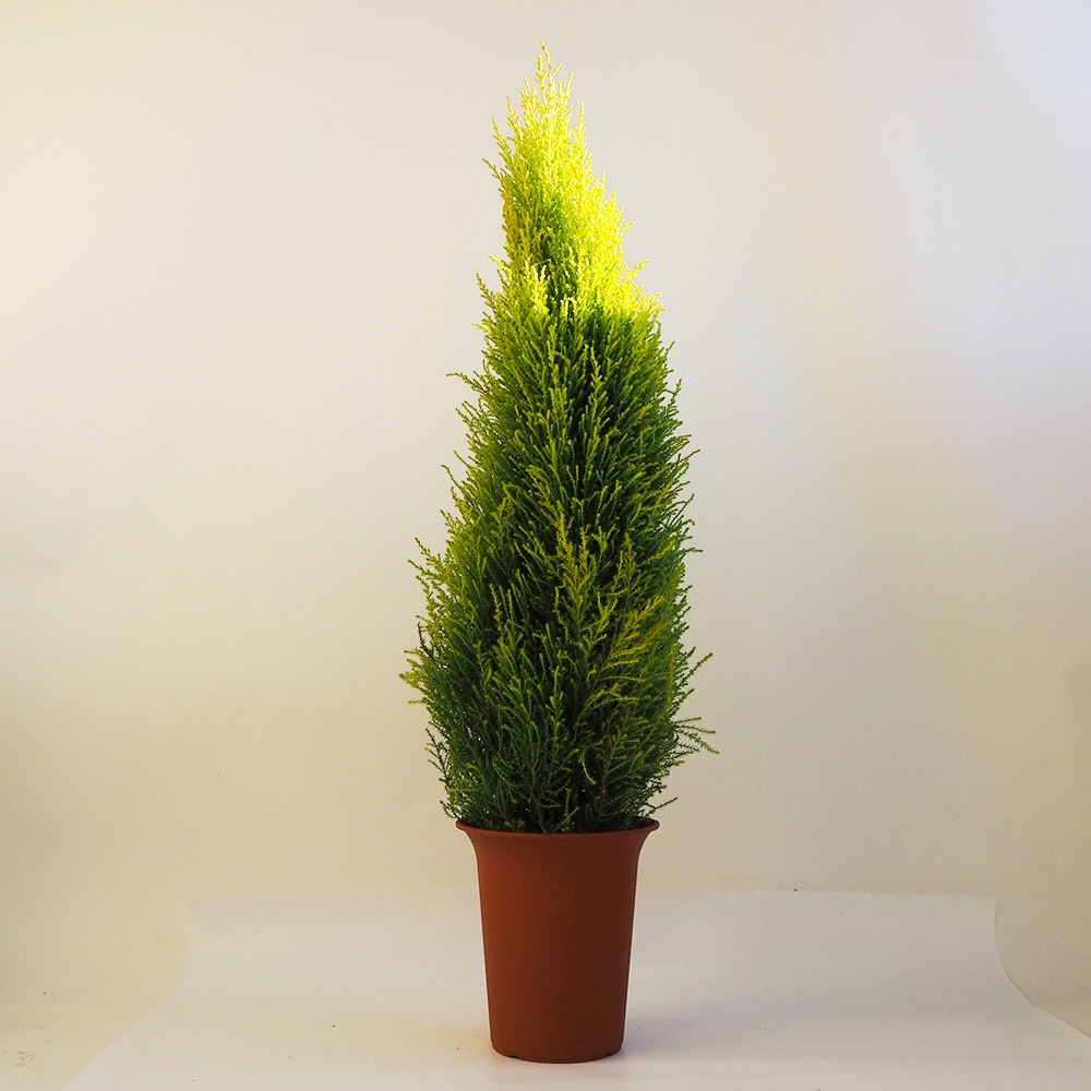 コニファー ウィルマ 【庭木 7号鉢／1個売り】