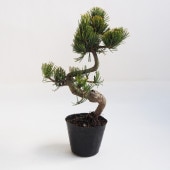 五葉松 【盆栽 4号ポット】|植木・花木