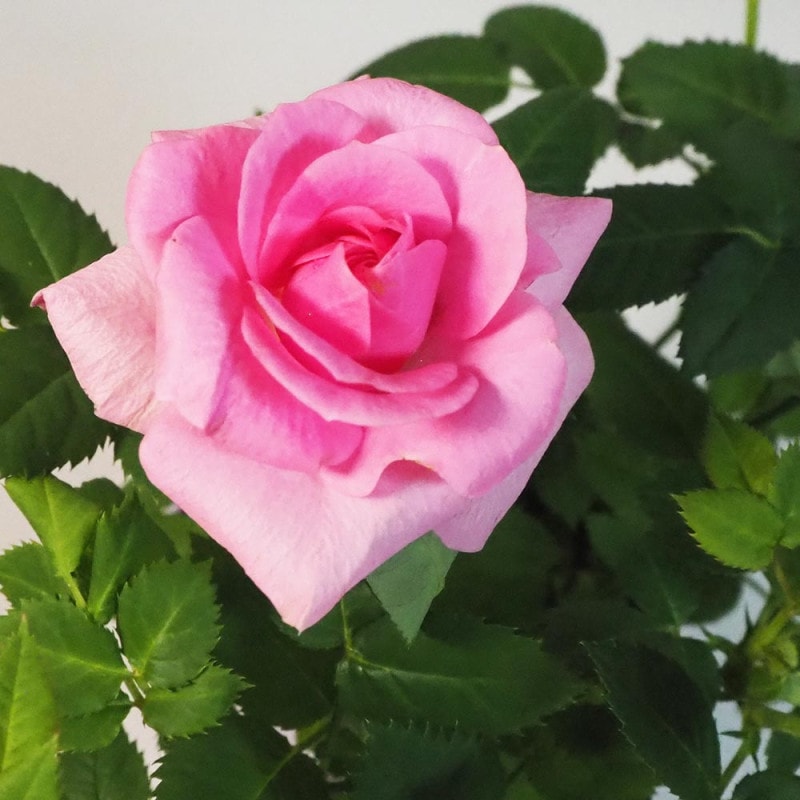 修景バラ 雅（みやび）庭園向き／管理が楽で丈夫な薔薇苗 24cmポット