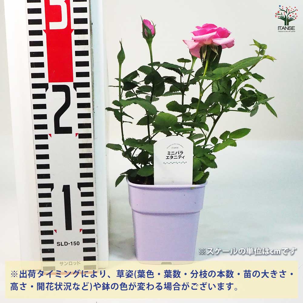 ミニ薔薇 エタニティ 【花苗 3.5号鉢】｜ 【植物のITANSE】全品