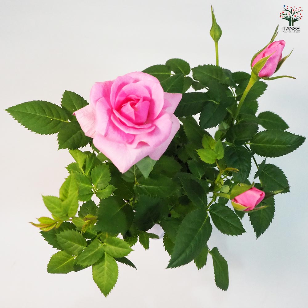 ミニ薔薇 エタニティ 【花苗 3.5号鉢】｜ 【植物のITANSE】全品