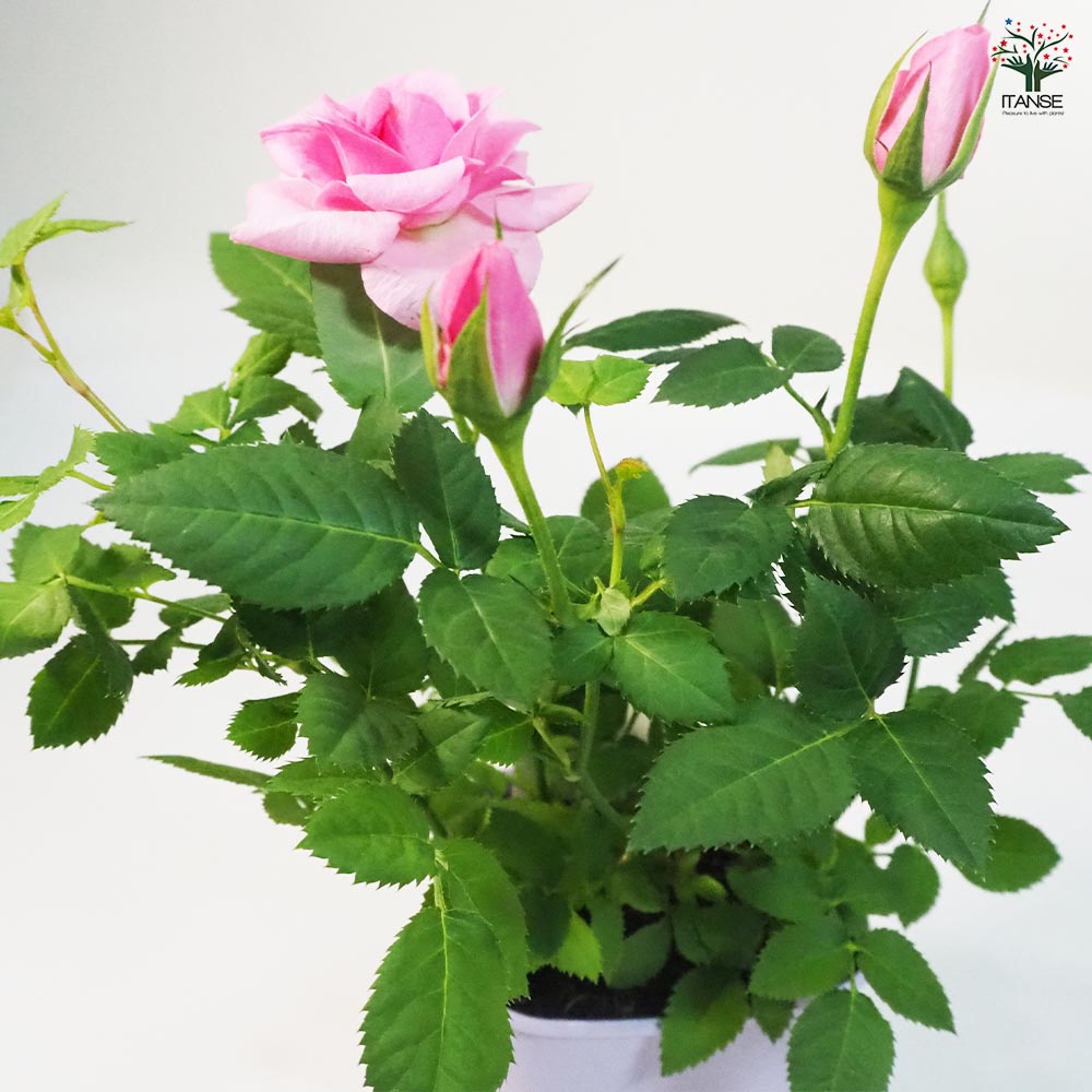 ミニ薔薇 エタニティ 【花苗 3.5号鉢】｜ 【植物のITANSE】全品