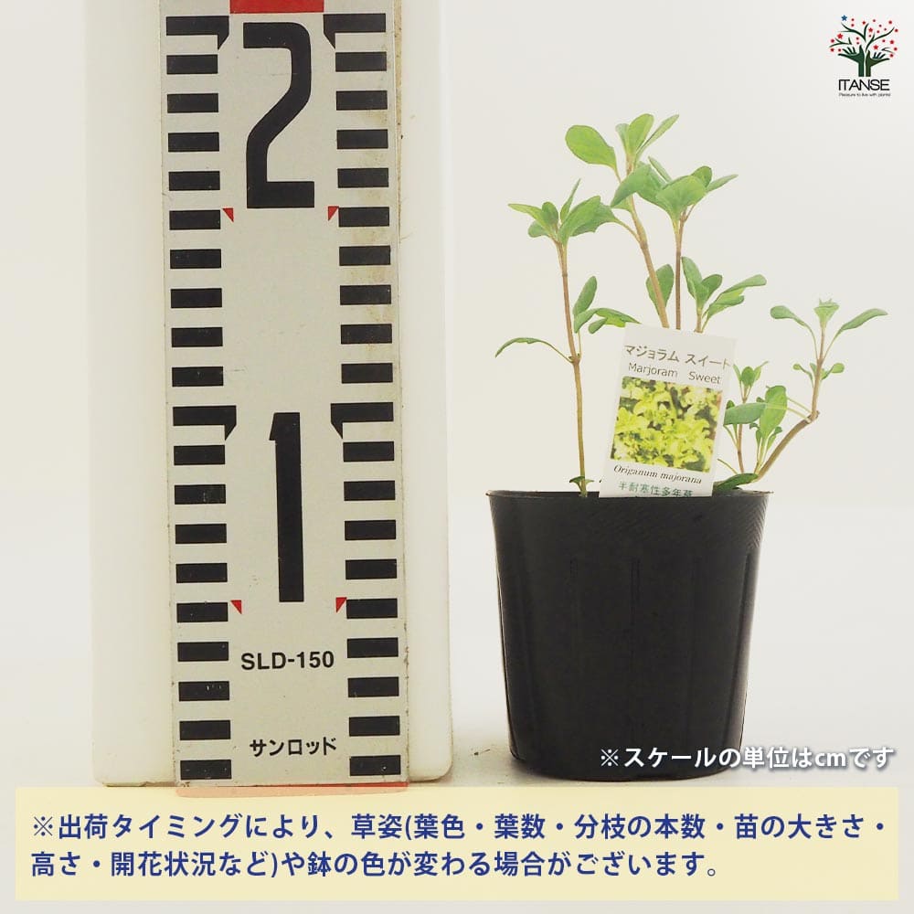 makoron その他観葉植物 No8433 ふんわり × 「丸みのある葉 プレミアム光触媒フェイクグリーン その他観葉植物