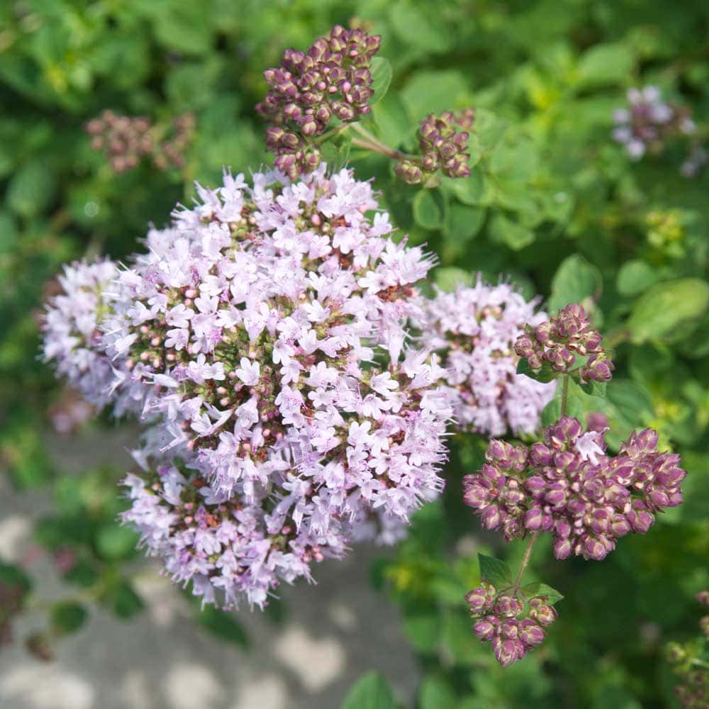 マジョラムスイート 【ハーブの苗 9cmポット】