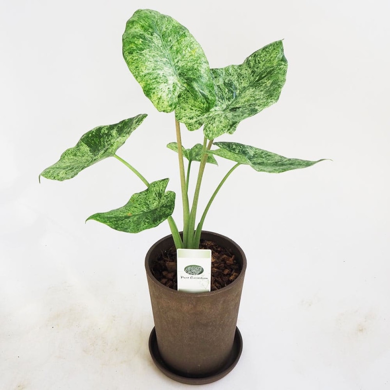 アロカシア ジャックリン 【観葉植物 2.5号／1個売り】｜ 【植物