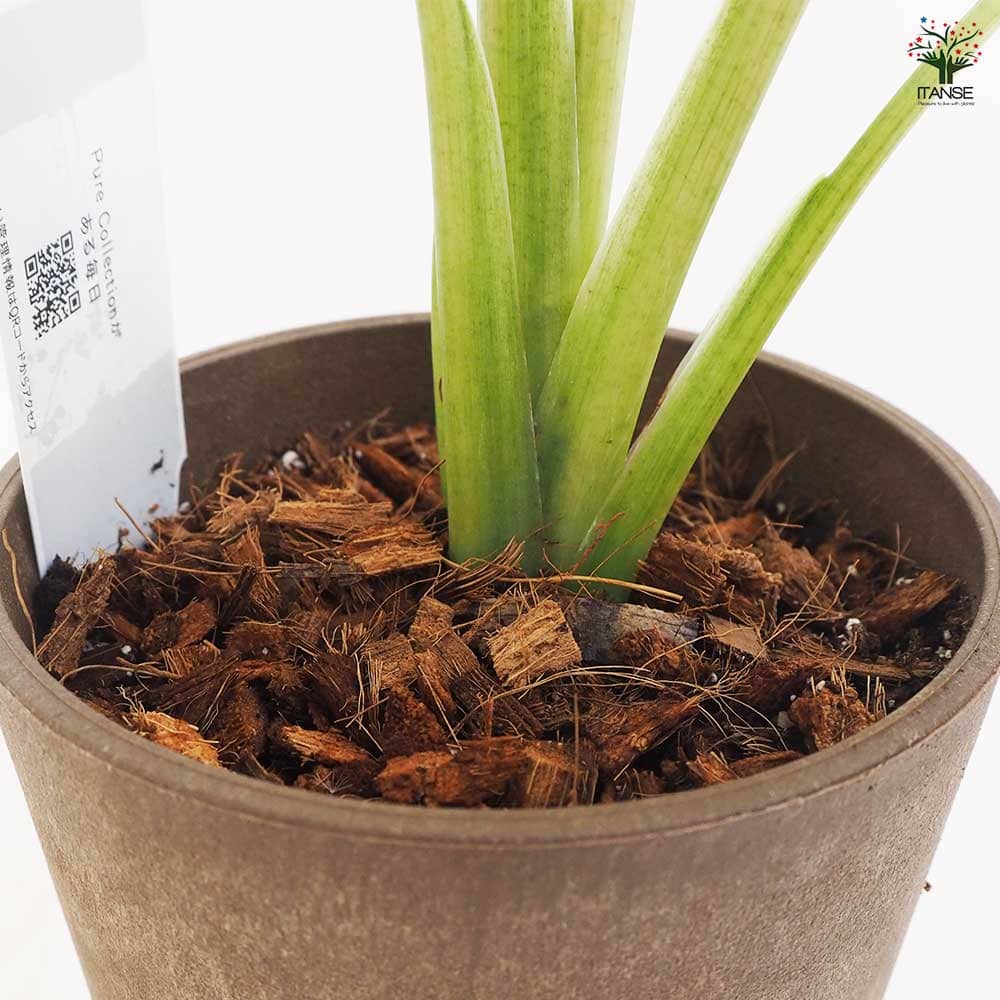 アロカシア M カモフラージュ 受皿付き 【観葉植物 5号鉢／1個売り