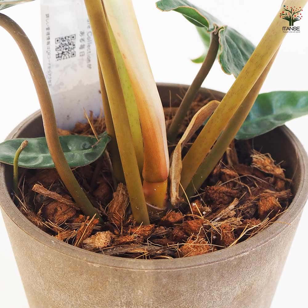 フィロデンドロン ビレッタエ 受皿付き 【観葉植物 5号鉢／1個