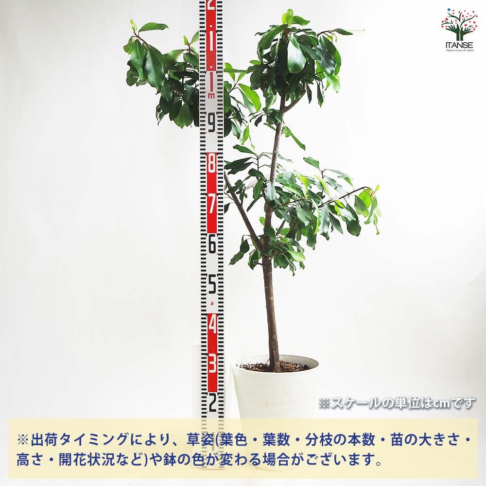 フィカス リン 【観葉植物 8号鉢／1個売り】｜ 【植物の