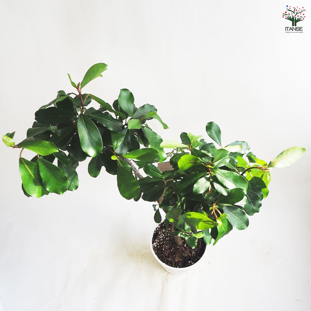 フィカス リン 【観葉植物 8号鉢／1個売り】｜ 【植物のITANSE