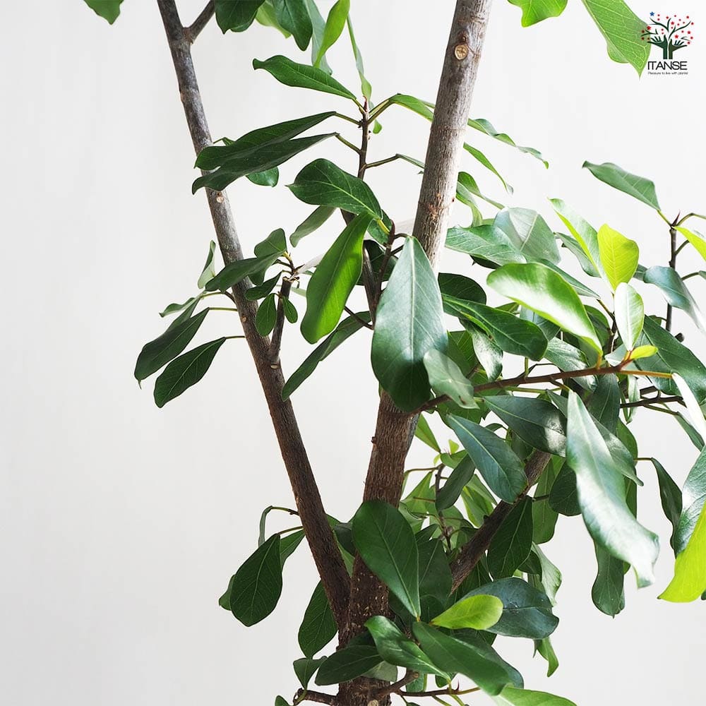 フィカス リン 【観葉植物 8号鉢／1個売り】｜ 【植物の