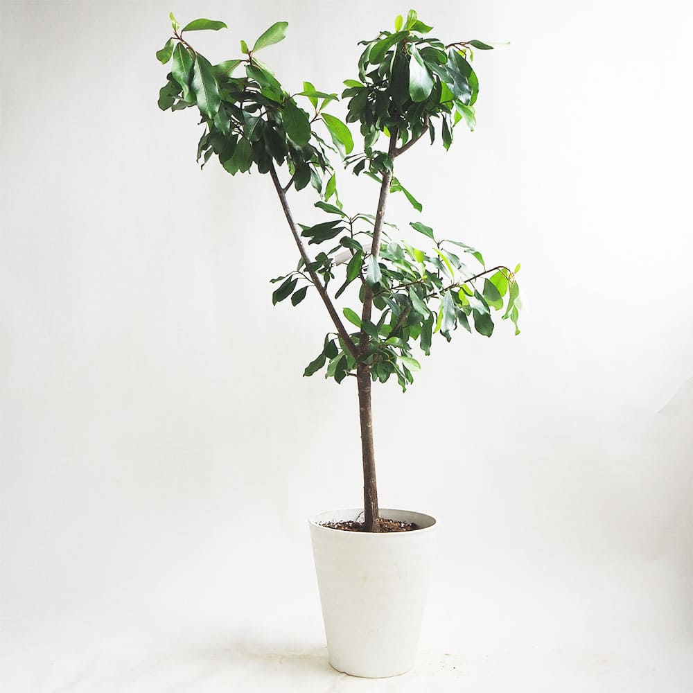 フィカス リン 【観葉植物 8号鉢／1個売り】