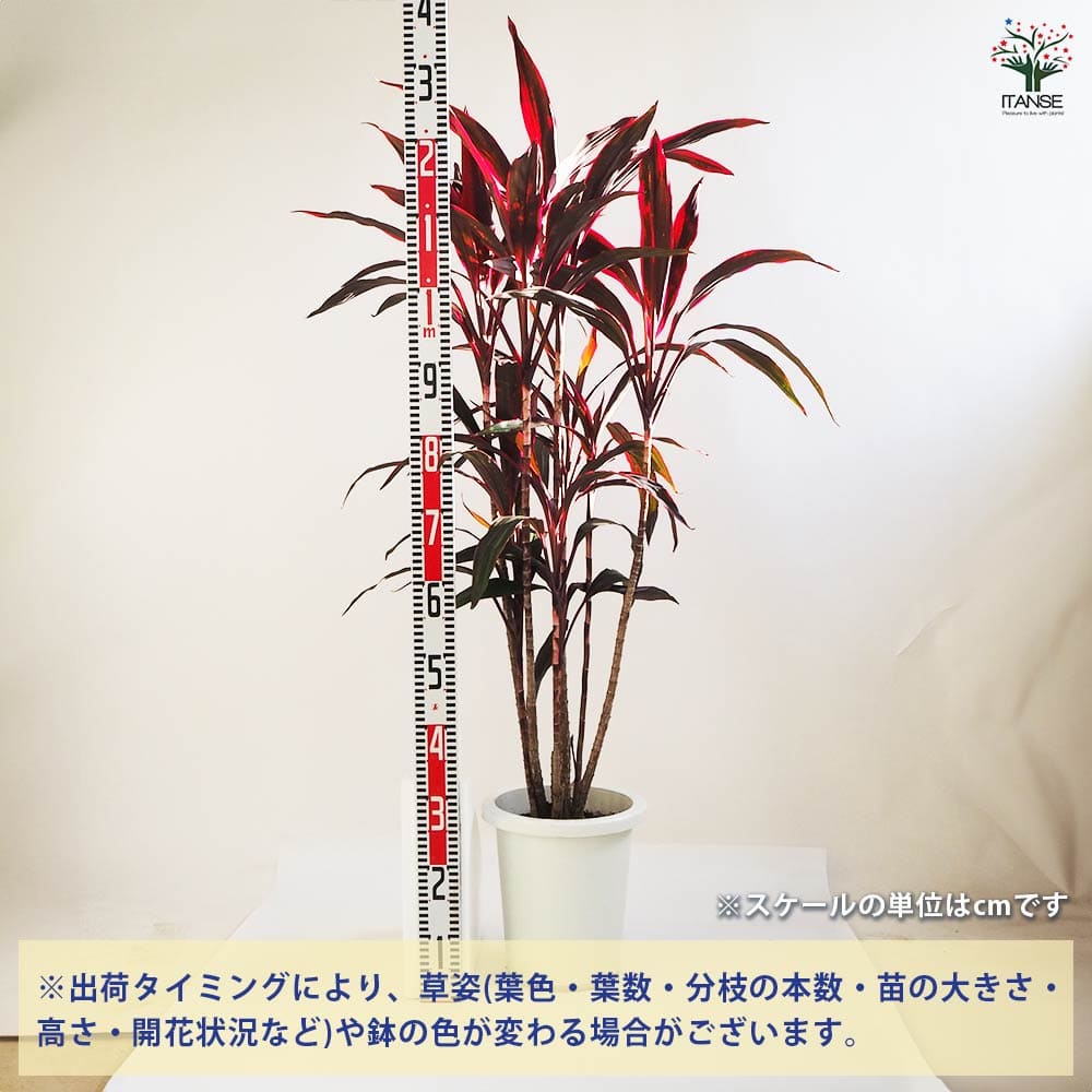 ドラセナ 赤ドラセナ 【観葉植物 8号鉢／1個売り】｜ 【植物の
