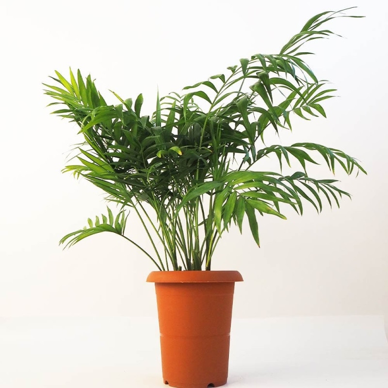 ソテツ 【観葉植物 10号／1個売り】｜ 【植物のITANSE】全品送料