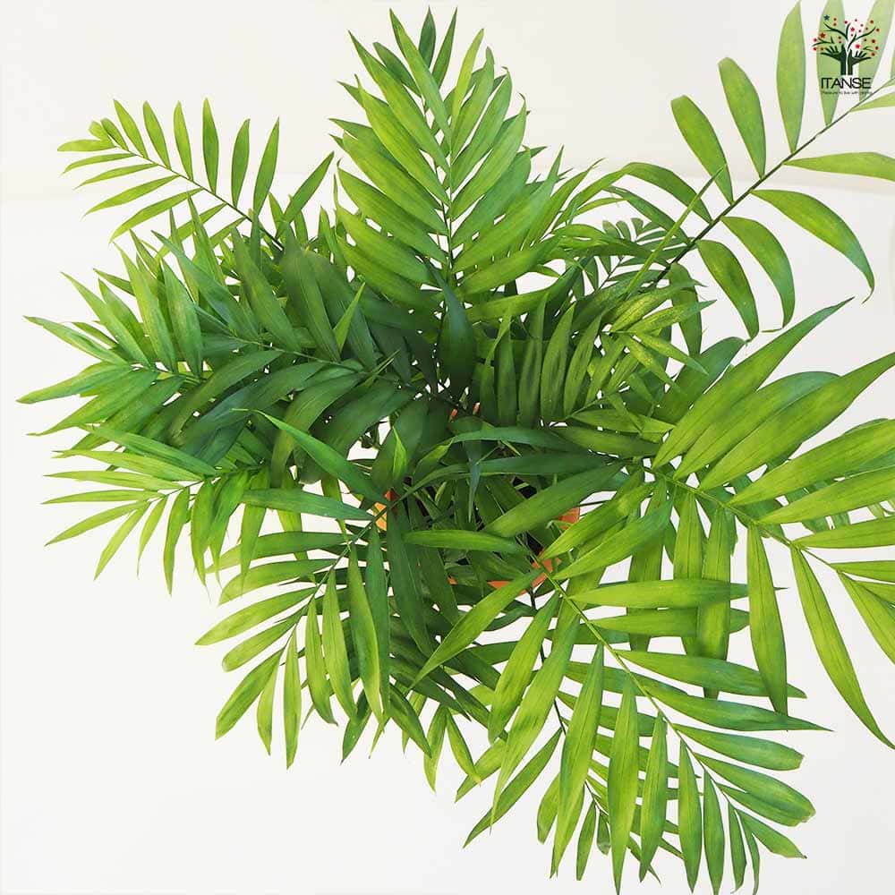 観葉植物 テーブルヤシ 【観葉植物 6号鉢／1個売り】｜ 【植物の