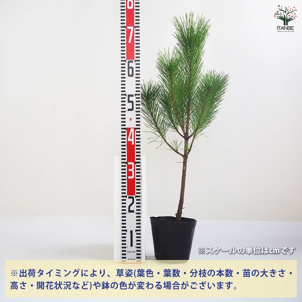 黒松 スタンド仕立 【観葉植物 5号鉢／1個売り】｜ 【植物の