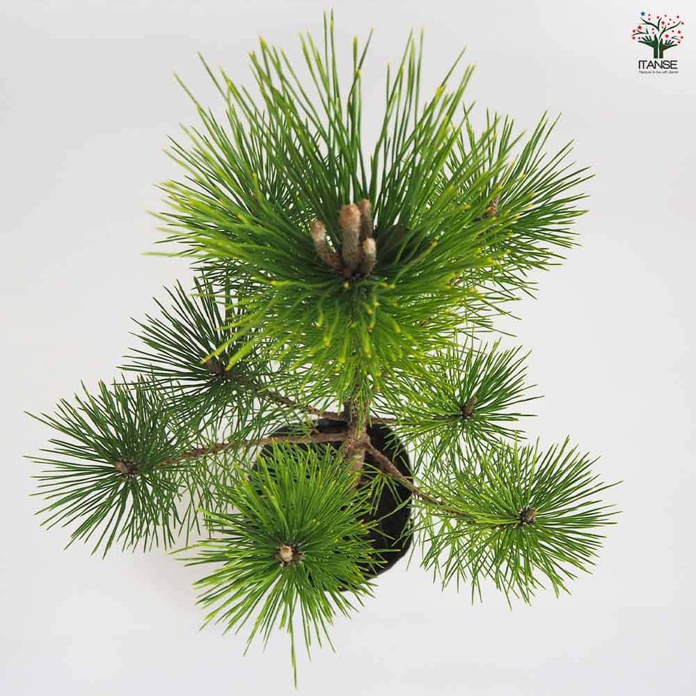 黒松 スタンド仕立 【観葉植物 5号鉢／1個売り】｜ 【植物の