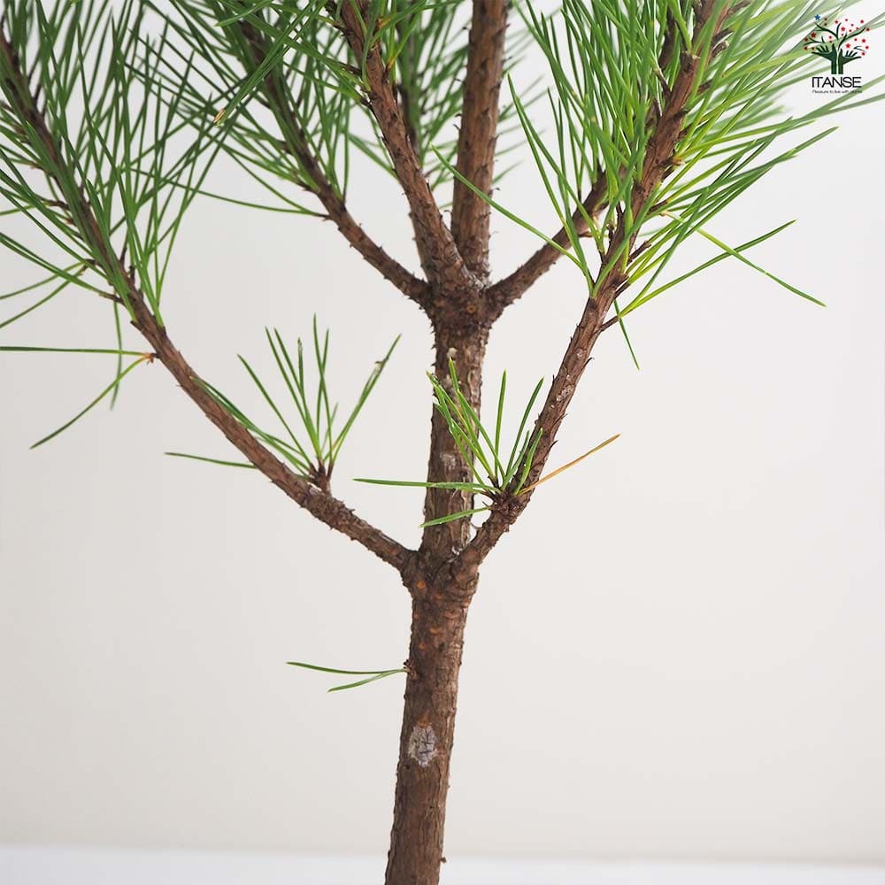 黒松 スタンド仕立 【観葉植物 5号鉢/1個売り】| 【植物の 黒松 スタンド仕立 【観葉植物 5号鉢/1個売り】| 【植物の