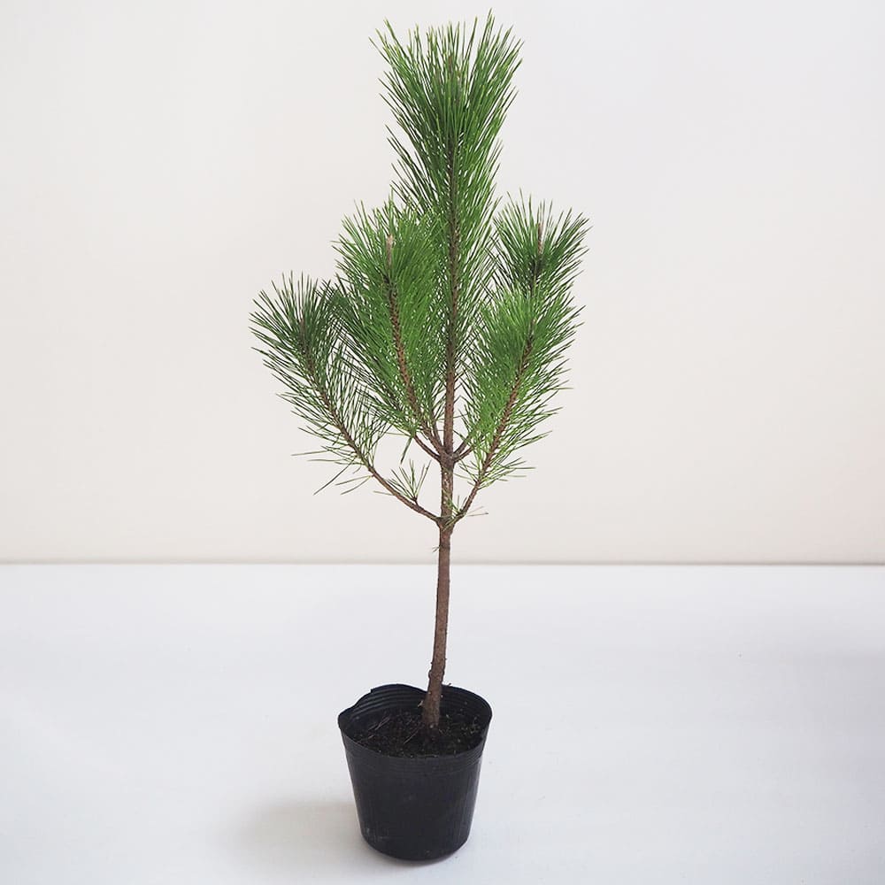 黒松 スタンド仕立 【観葉植物 5号鉢／1個売り】