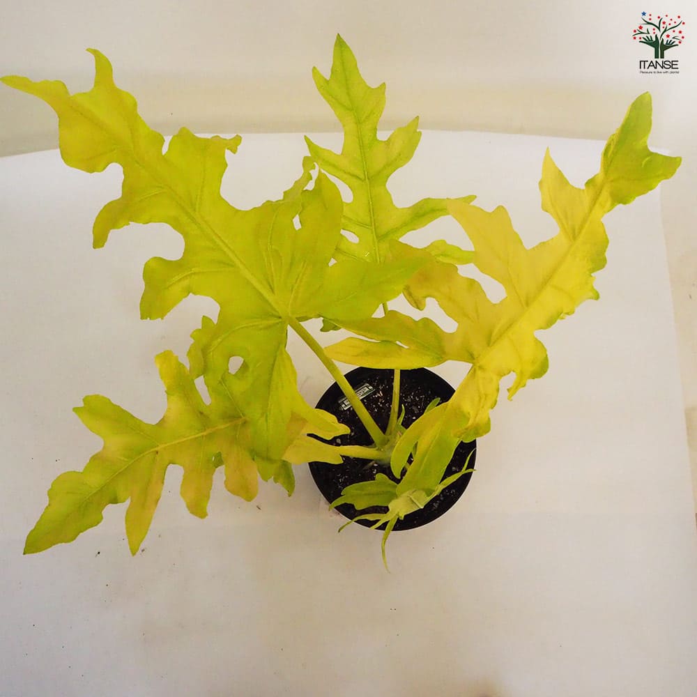 フィロデンドロン ゴールデンセローム 【観葉植物 7号鉢／1個