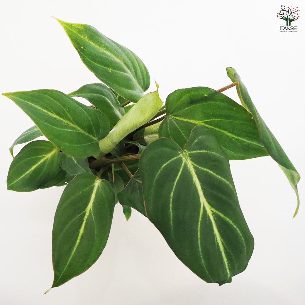 フィロデンドロン カロッスム 現品お届け】フィロデンドロン カローサム（カロッスム）4号