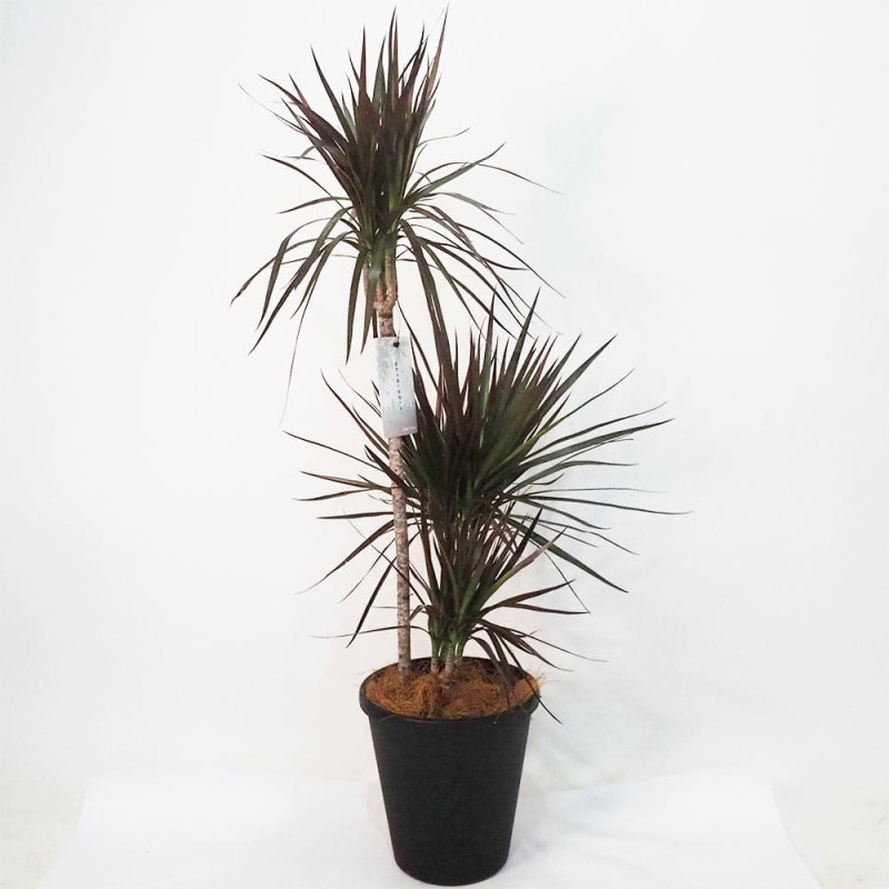 栗の苗木 天津甘栗 【果樹の苗木 4号／1個売り】｜ 【植物の