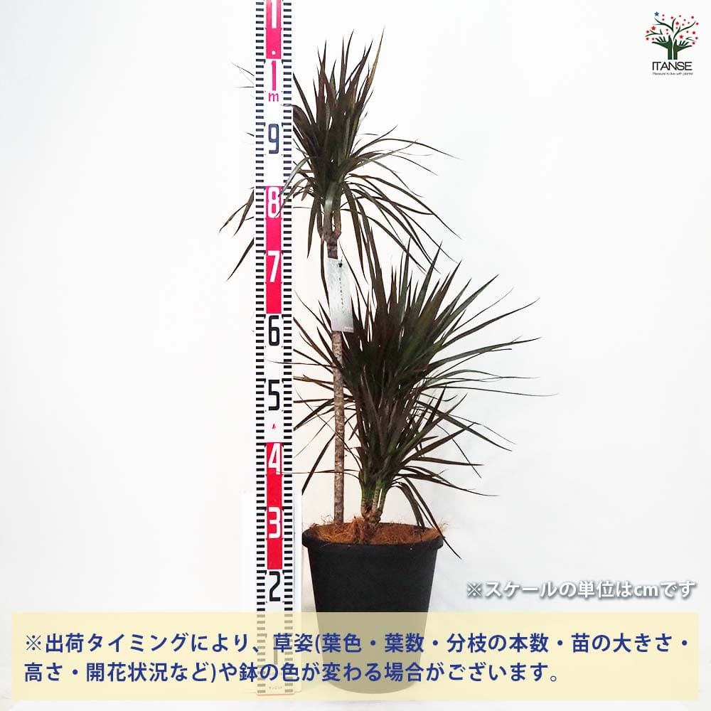 ドラセナ コンシンネ マジェンタ 【観葉植物 8号鉢／1個売り