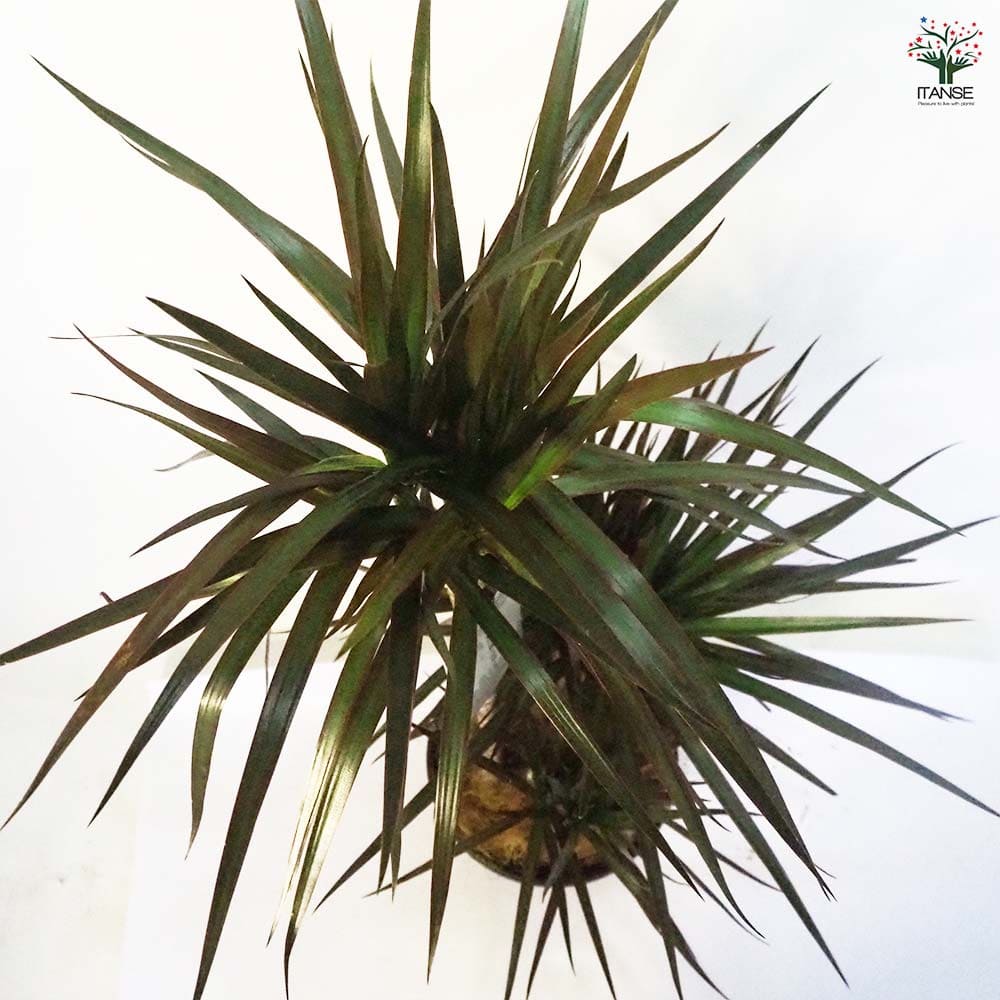 現品　ドラセナ　コンシンネ　マジェンダ　斑入り　観葉植物　特大　室内　インテリア 現品］【希少】19番 ドラセナ コンシンネ マジナータゴールド 8