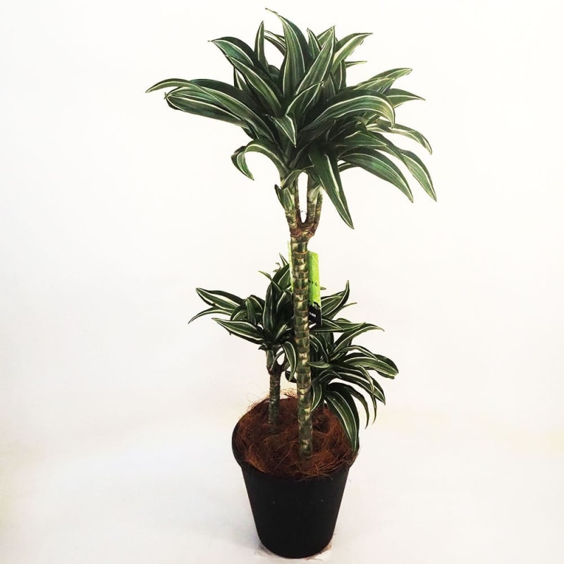 オリーブ｜【植物のITANSE】全品送料無料・即出荷!