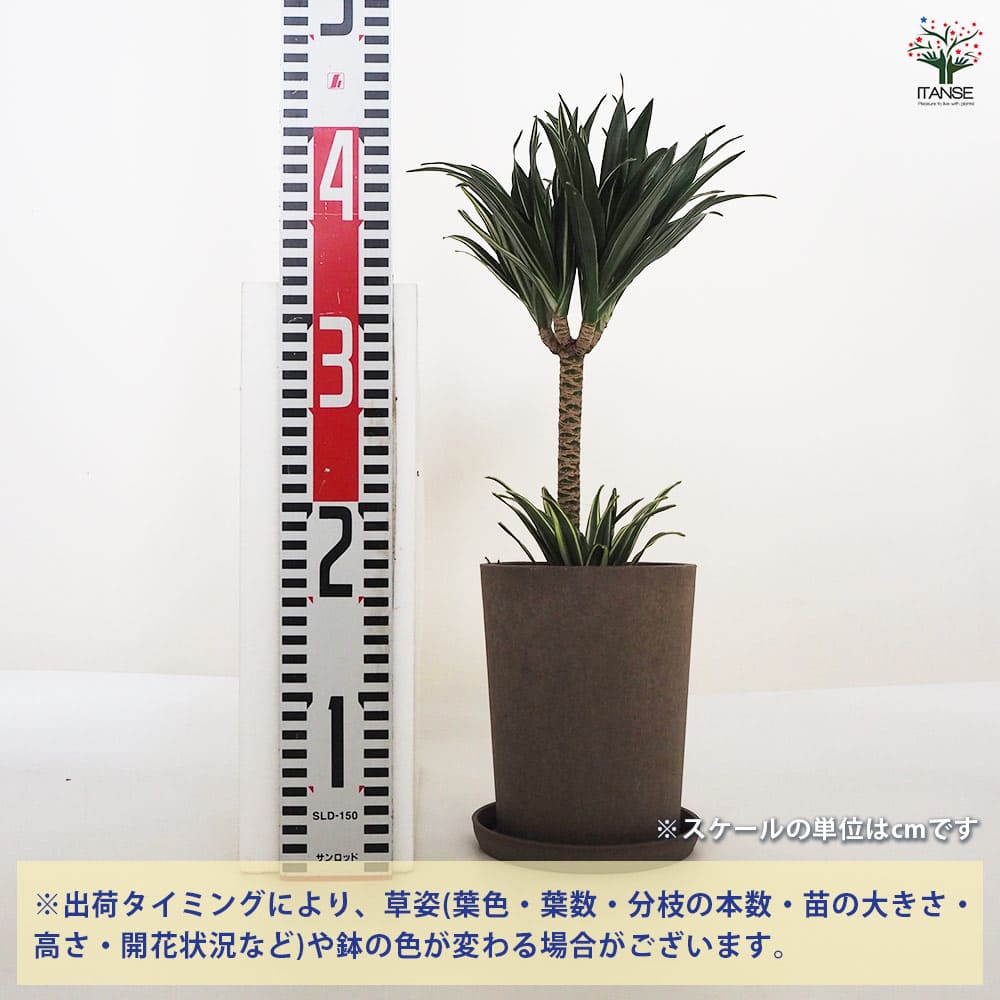 ドラセナ コンパクタ 【観葉植物 5号鉢／1個売り】｜ 【植物の