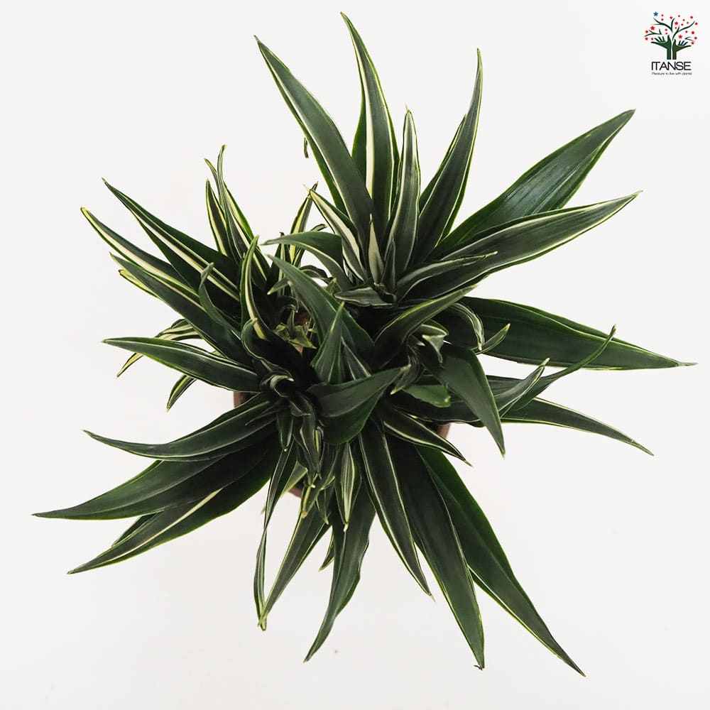 ドラセナ コンパクタ 【観葉植物 5号鉢／1個売り】｜ 【植物の