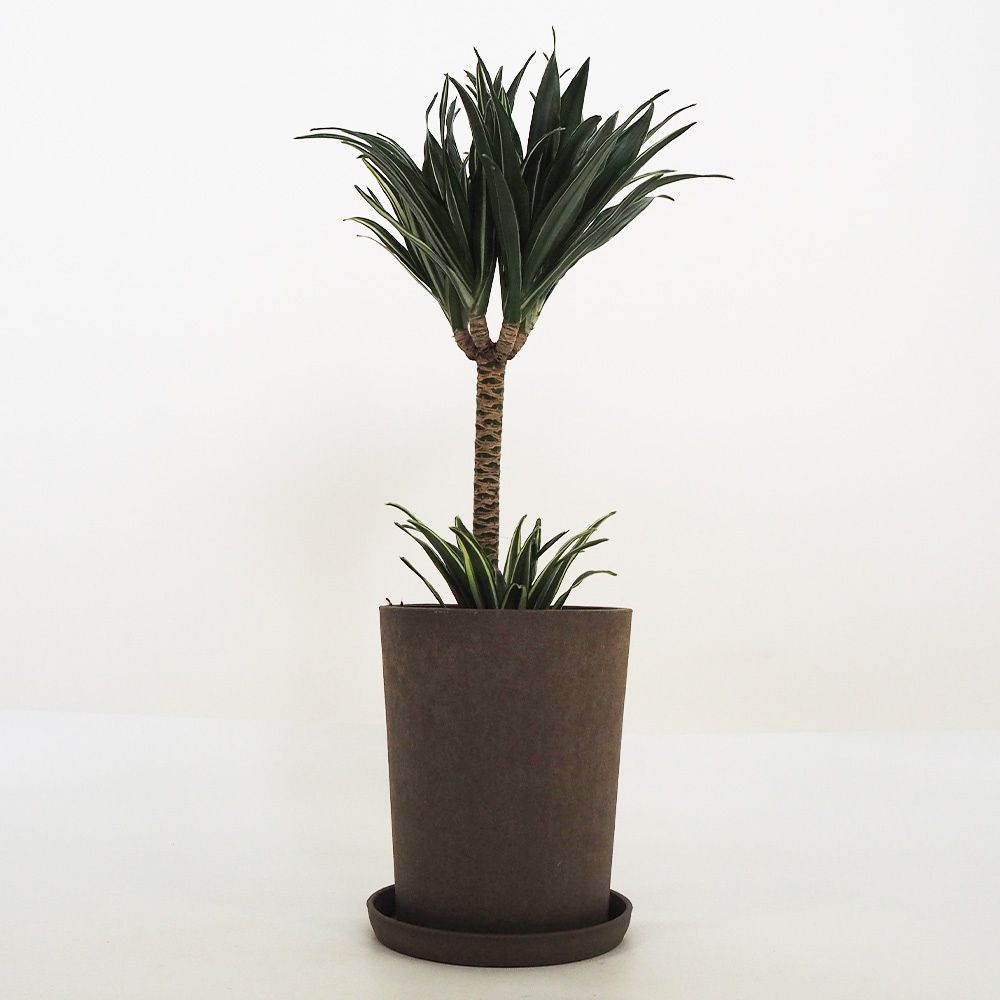ドラセナ コンパクタ 【観葉植物 5号鉢／1個売り】