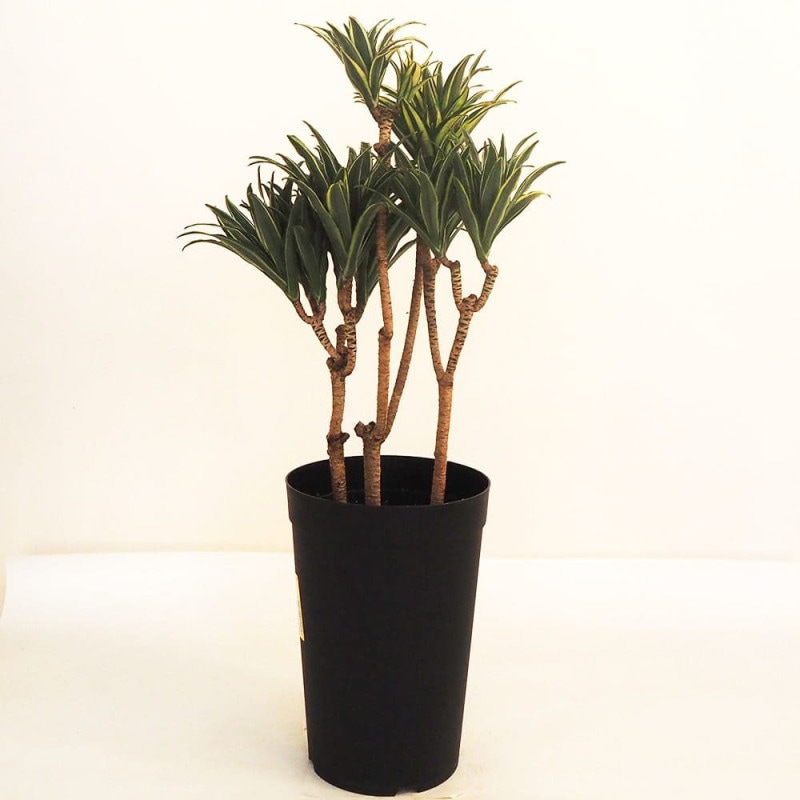 ドラセナ コンパクタ 【観葉植物 5号鉢／1個売り】｜ 【植物の