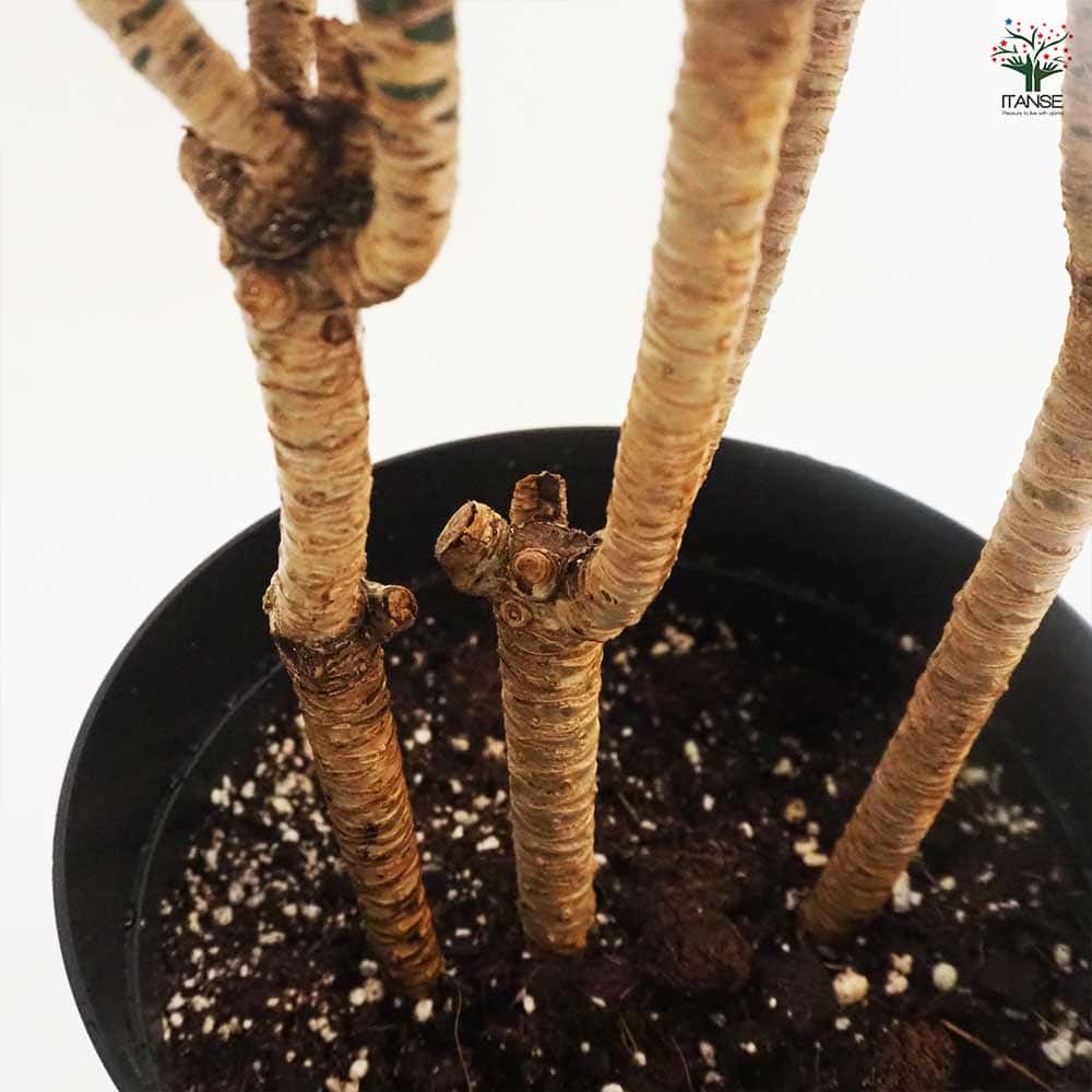 ドラセナ コンパクタ 【観葉植物 7号鉢／1個売り】｜ 【植物の