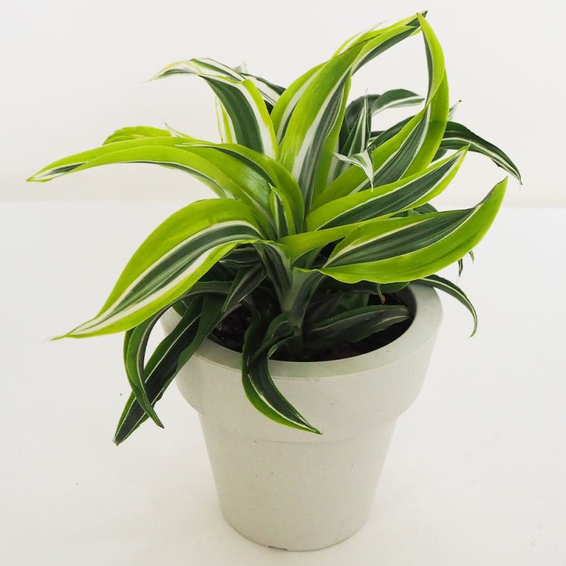現品］ドラセナ 紅光 コルディリネ 8号 観葉植物 室内 大型