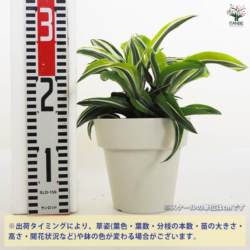 ドラセナ ドラゴンシリーズ寄せ植え 【観葉植物 5号鉢／1個売り