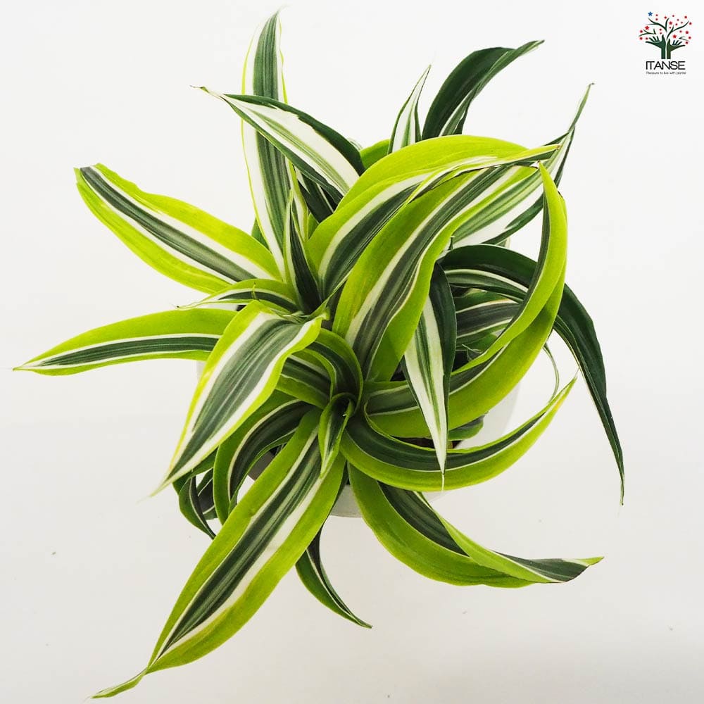 ドラセナ ドラゴンシリーズ寄せ植え 【観葉植物 5号鉢／1個売り