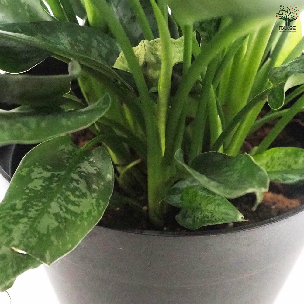 スキスマトグロッティス JADE LA便 2025年最新】スキスマトグロッティスの人気アイテム - メルカリ