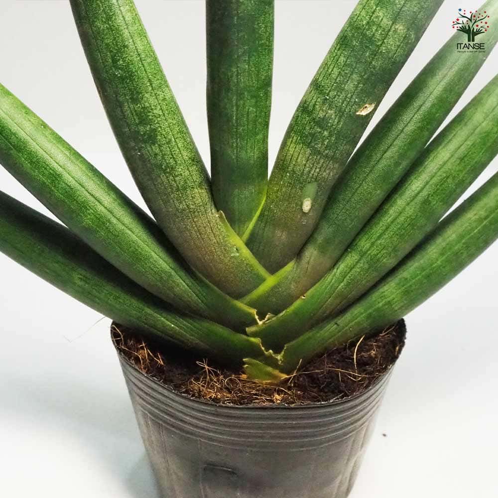 サンスベリア ボンセレンシス 【観葉植物 5号ポット／1個売り