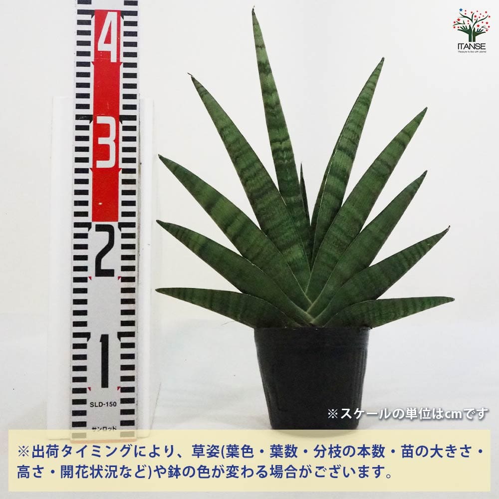サンスベリア インディ 【観葉植物 5号ポット／1個売り】｜ 【植物の