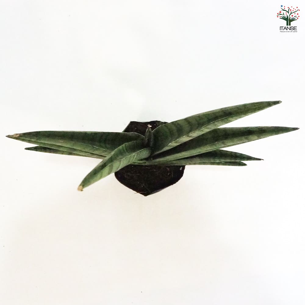 サンスベリア インディ 【観葉植物 5号ポット／1個売り】｜ 【植物の