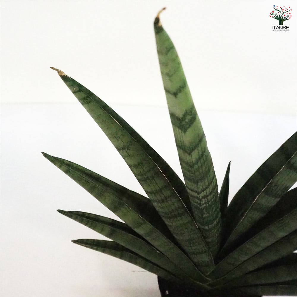 サンスベリア インディ 【観葉植物 5号ポット／1個売り】｜ 【植物の